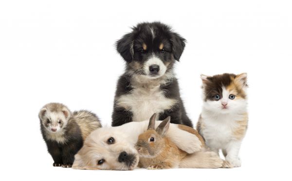 Staten Island Pets