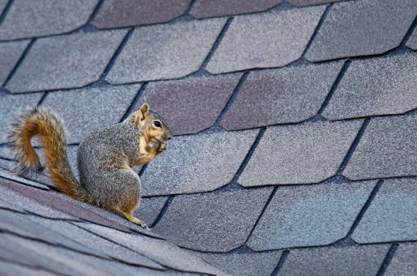 Staten Island Wildlife Removal