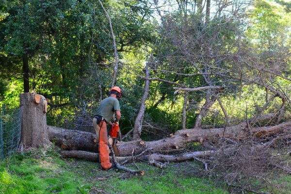 Staten Island Tree Removal
